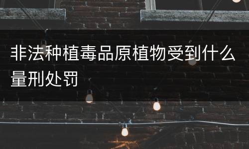 非法种植毒品原植物受到什么量刑处罚