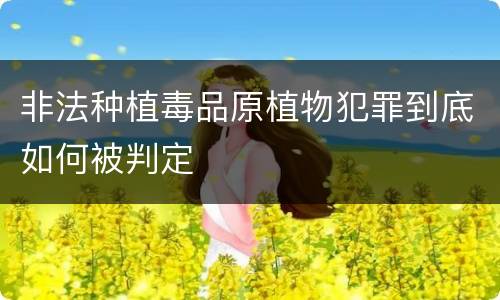 非法种植毒品原植物犯罪到底如何被判定