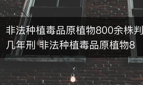 非法种植毒品原植物800余株判几年刑 非法种植毒品原植物800余株判几年刑事案件