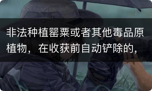 非法种植罂粟或者其他毒品原植物，在收获前自动铲除的，是否可以免除处罚