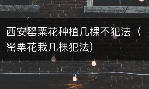 西安罂粟花种植几棵不犯法（罂粟花栽几棵犯法）
