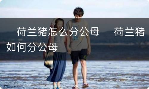​荷兰猪怎么分公母 ​荷兰猪如何分公母