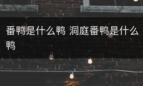 番鸭是什么鸭 洞庭番鸭是什么鸭