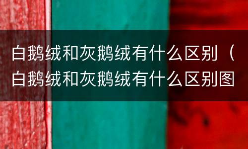 白鹅绒和灰鹅绒有什么区别（白鹅绒和灰鹅绒有什么区别图片）