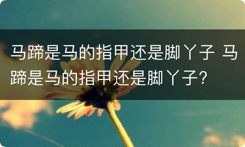 马蹄是马的指甲还是脚丫子 马蹄是马的指甲还是脚丫子?