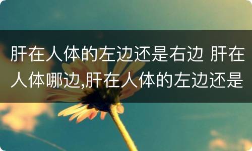 肝在人体的左边还是右边 肝在人体哪边,肝在人体的左边还是右边