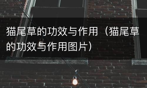 猫尾草的功效与作用（猫尾草的功效与作用图片）