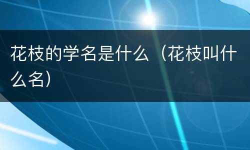 花枝的学名是什么（花枝叫什么名）