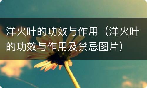 洋火叶的功效与作用（洋火叶的功效与作用及禁忌图片）