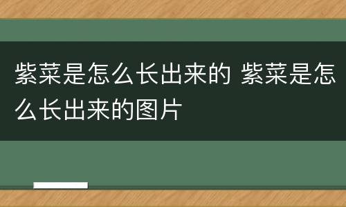 紫菜是怎么长出来的 紫菜是怎么长出来的图片