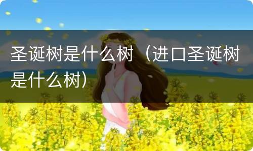 圣诞树是什么树（进口圣诞树是什么树）