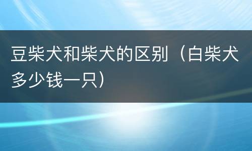 豆柴犬和柴犬的区别（白柴犬多少钱一只）