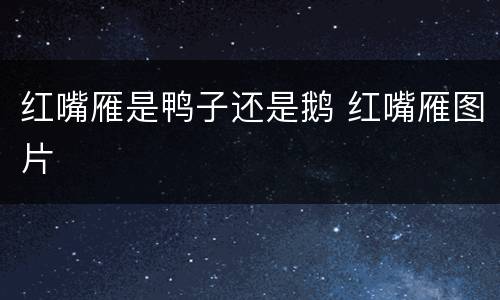红嘴雁是鸭子还是鹅 红嘴雁图片