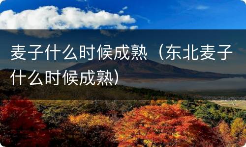 麦子什么时候成熟（东北麦子什么时候成熟）
