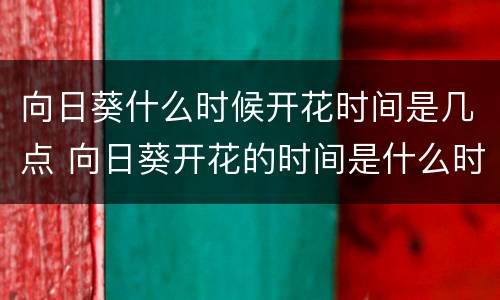 向日葵什么时候开花时间是几点 向日葵开花的时间是什么时候几点