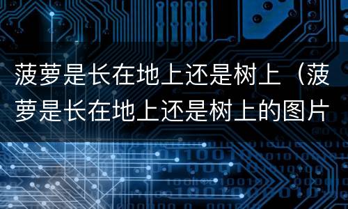 菠萝是长在地上还是树上（菠萝是长在地上还是树上的图片）