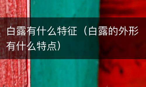 白露有什么特征（白露的外形有什么特点）