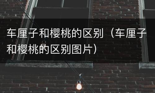 车厘子和樱桃的区别（车厘子和樱桃的区别图片）
