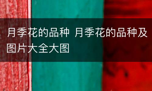月季花的品种 月季花的品种及图片大全大图