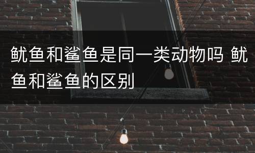 鱿鱼和鲨鱼是同一类动物吗 鱿鱼和鲨鱼的区别
