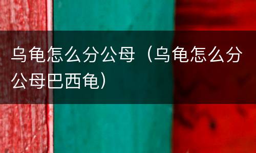 乌龟怎么分公母（乌龟怎么分公母巴西龟）