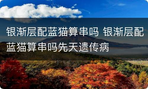 银渐层配蓝猫算串吗 银渐层配蓝猫算串吗先天遗传病