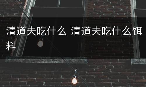 清道夫吃什么 清道夫吃什么饵料