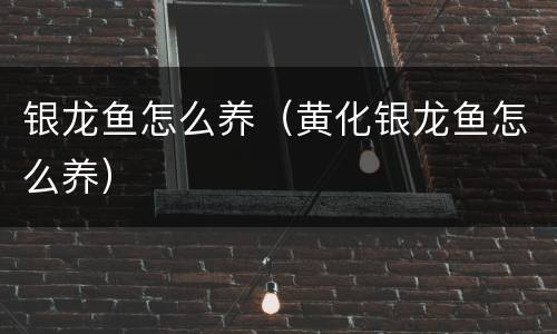 银龙鱼怎么养（黄化银龙鱼怎么养）