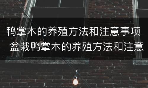 鸭掌木的养殖方法和注意事项 盆栽鸭掌木的养殖方法和注意事项