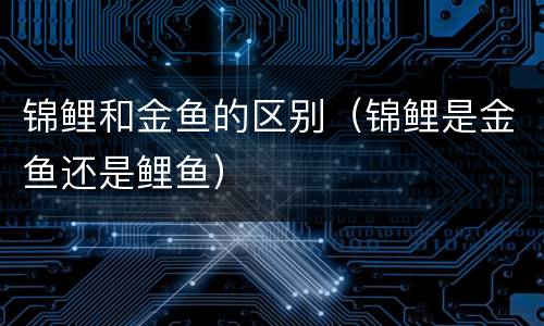 锦鲤和金鱼的区别（锦鲤是金鱼还是鲤鱼）