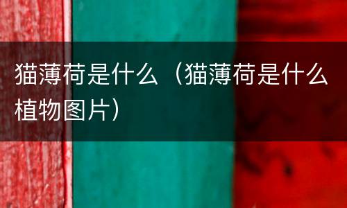 猫薄荷是什么（猫薄荷是什么植物图片）