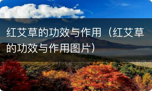 红艾草的功效与作用（红艾草的功效与作用图片）