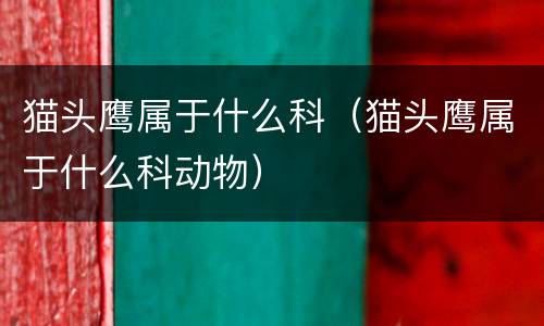 猫头鹰属于什么科（猫头鹰属于什么科动物）