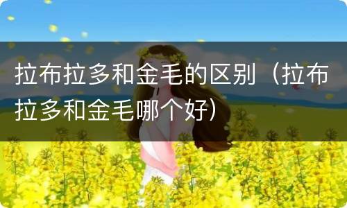 拉布拉多和金毛的区别（拉布拉多和金毛哪个好）