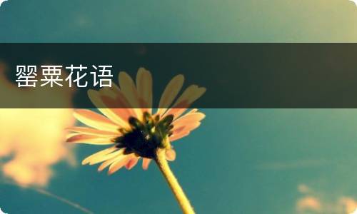 罂粟花语