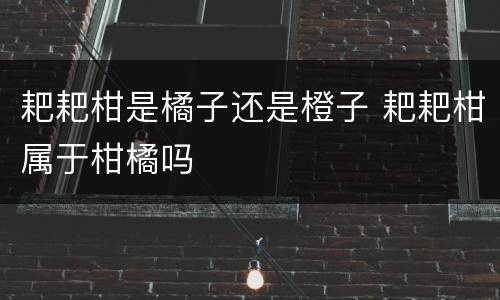 耙耙柑是橘子还是橙子 耙耙柑属于柑橘吗