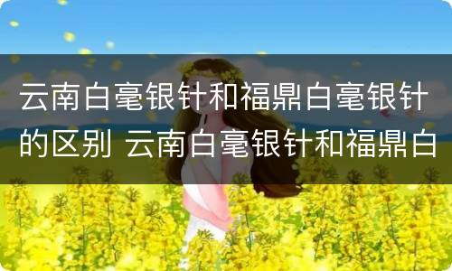 云南白毫银针和福鼎白毫银针的区别 云南白毫银针和福鼎白毫银针哪个贵