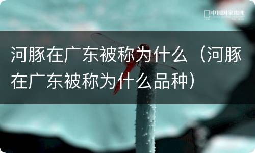 河豚在广东被称为什么（河豚在广东被称为什么品种）