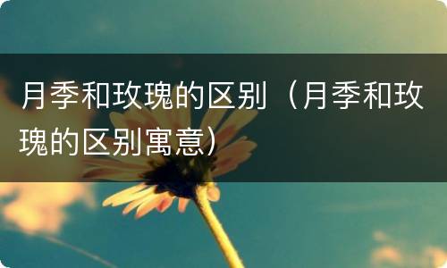 月季和玫瑰的区别（月季和玫瑰的区别寓意）