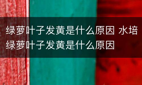 绿萝叶子发黄是什么原因 水培绿萝叶子发黄是什么原因