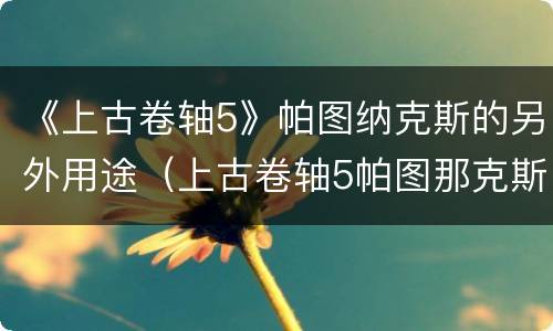 《上古卷轴5》帕图纳克斯的另外用途（上古卷轴5帕图那克斯）