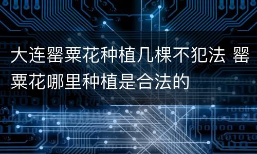 大连罂粟花种植几棵不犯法 罂粟花哪里种植是合法的