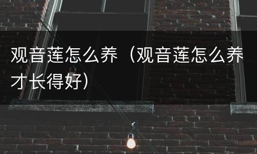 观音莲怎么养（观音莲怎么养才长得好）